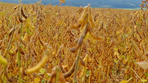 Soy.Soybean crop. Soybean field. Pods of soybeans in field.field of ripe soybeans. 4k footage