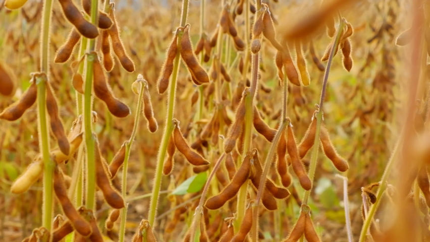 Soybean field. Pods of ripe soybeans close-up in field.field of ripe soybeans. 4k footage Royalty-Free Stock Footage #1087179047