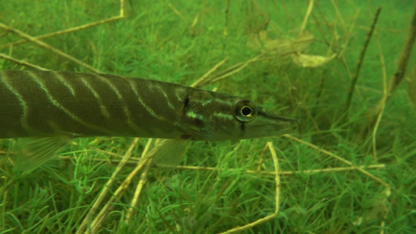 Young Northern pike (Esox lucius) swims very slowly in the lake, then stops, close-up shot.
