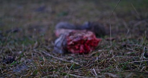 Close ups shot of animal carcass lying on the ground. Cameraes closer to the body putting it in focus.