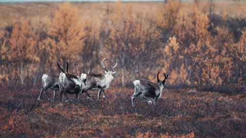 A small herd of reindeer on thee in the autumn tundra. Slow-motion, pan follow.
