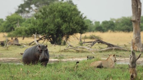 Wide shot of two hippos intimidating a lioness, Khwai Botswana. 