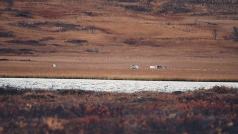 A group of reindeer grazing in the autumn tundra. Harsh wind raising waves on the small lake. Long shot, pan follow.
