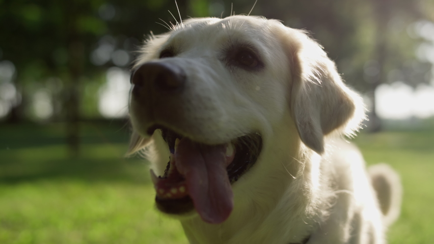 Playful adult golden retriever sitting with open mouth tongue out closeup. Joyful curious fluffy doggy watching owner in summer park. Focused pet wagging tail in sunlight. Adorable animals concept.