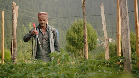 An Indian Asian traditional adult rural man farmer in traditional costumes is spraying pesticides or insecticides on tomato plants in the countryside or a village farm. Concept of modern Agriculture 