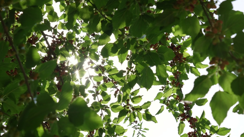 Close-up view slow motion 4k stock video footage of green sunny branches of fruit mulberry tree with many pink and blue ripening berries growing on branches in June. Natural video background Royalty-Free Stock Footage #1087191560
