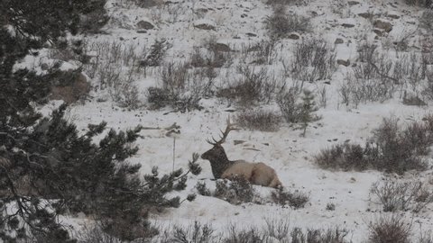 Elk eating and sitting during a snowy blizzard on a hill side. 