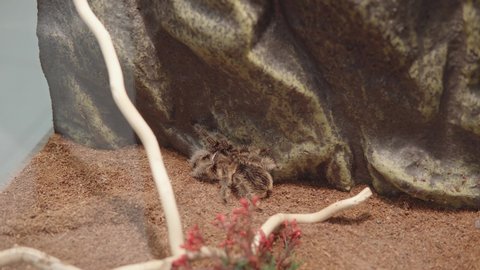 Tarantula brachypelma albopilosum also know as curlyhair tarantula in terrarium. Close-up 4k.