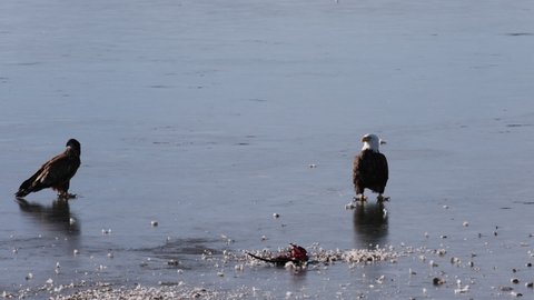 A bald eagle and northern harrier fighting over food on a frozen lake. 