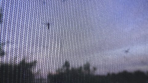 Mosquitoes fly in front of a protective mosquito net (insect screen)