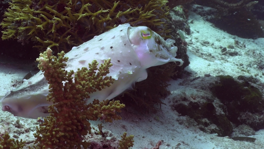 Big Cuttlefish nursing eggs and changing color on tropical reef in Micronesia Royalty-Free Stock Footage #1087199516
