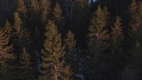 Aerial drone shot of swaying spruce trees in beautiful soft evening light. Some snow on the ground, slowly sliding unstable from right to left.