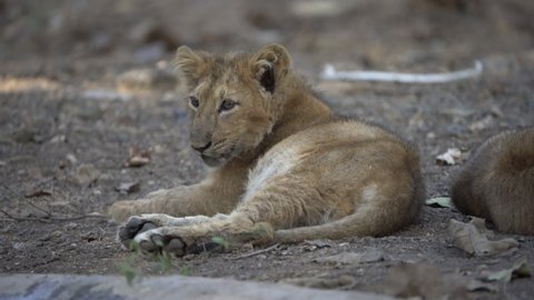 Asiatic lion cubs at Gir Sanctuary and National Park, Sasan, Gujarat, India. Last adobe or resident of Asiatic lions in the world. Lions in wild outside African Continent  