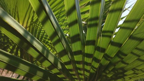 Green background, leaves of a young palm tree close-up view. Date palm is a tropical exotic plant typical of the Turkish region, Antalya.