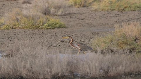 Slow motion HD clip of a Purple Heron (Ardea purpurea), walking cautiously across the marshes in Ras Al Khor in Dubai, UAE.
