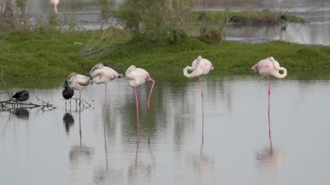 Static slow motion HD clip of a small group of Greater Flamingos (Phoenicopterus roseus), in the shallow waters of the mangrove at Ras Al Khor in Dubai, UAE.