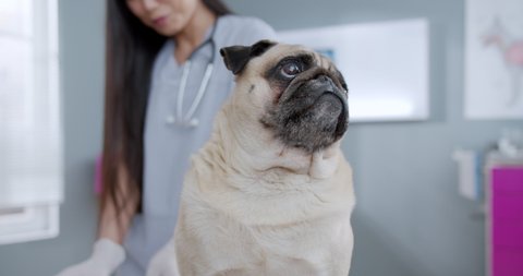 Cropped view of the happy pug dog sitting at the examination table at the veterinary clinic while doctor standing at the background. Pets health care concept