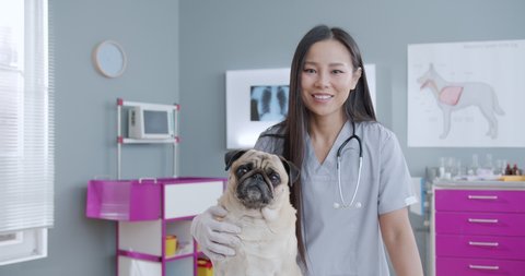 Young asian female veterinarian embracing calm pug dog after examination at veterinary clinic and looking at the camera. Vet standing in medical suit and stethoscope. Concept pets care, veterinary
