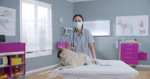 Portrait of female veterinarian feeling tired after cheking dog on an examination table in a veterinary clinic. Woman vet doctor checking mops dog. Pets health care concept. Health care concept