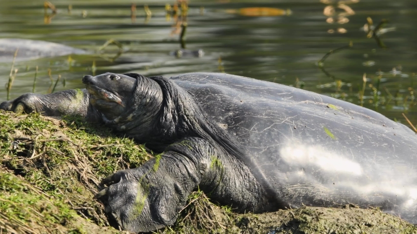 Ganges Softshell Turtle Stock Video Footage 4k And Hd Video Clips Shutterstock 