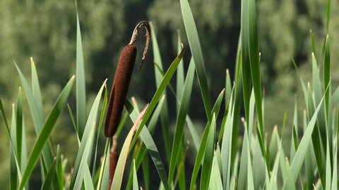 Typha plant-Typhaceae family monocotyledonous flowering plant with variety of names:in British English-bulrush or reedmace,in American English-reed,cattail or punks,in Australia-cumbungi or bulrush