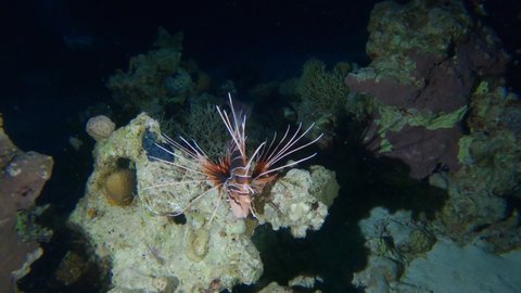 Clearfin lionfish pterois radiata swimming over tropical coral reef at night
