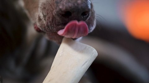 Dog licking his bone.  Close up slow motion video of weimaraner dog nose and mouth licking a white natural chew bone.  Dog toy macro.
