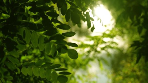 4k slow motion stock video footage of beautiful sunny green leaves. Ecology, nature or greenery wallpaper. Natural green leaves of summer trees isolated on blurry sunny sunset environment background