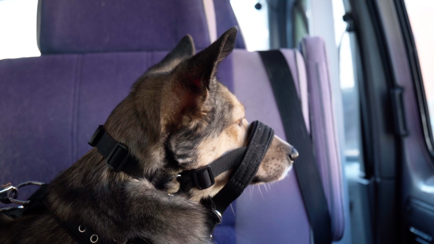 A dog in a muzzle is sitting in a car waiting for its owner. Selective focus