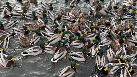Ducks on a lake or river in winter.Feeding ducks in winter in a public park. A lot of male and drake ducks with a green head swim in the water. Close-up