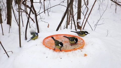 Great tits birds pecking seeds in snow. Bird feeders. Feeding birds in winter.