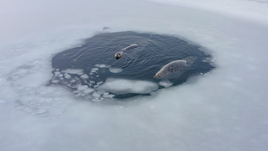 Two individuals of the Far Eastern seal rest on the surface of the sea among the ice floes in the hole. Drone view. The concept of wild animals in nature in winter