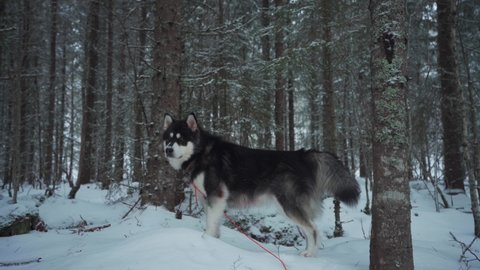 Dog Breed Alaskan Malamute In Dense Woods During Winter. Medium Shot
