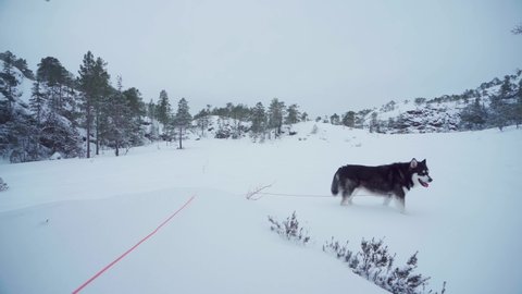 Alaskan Malamute With Red Leash Is Walking In Frozen Ground Near Forest Mountains. Wide Shot