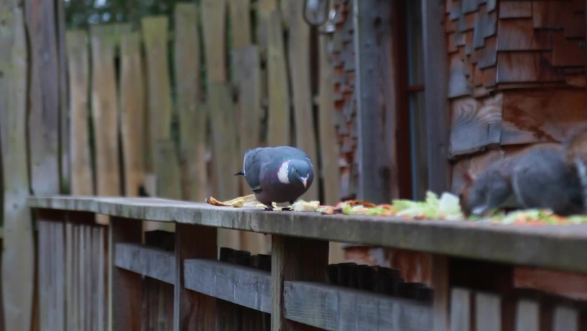 A close-up of a pigeon and a squirrel eating some leftover food together.