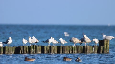 many seagulls standing side by side on a groyne in the baltic sea