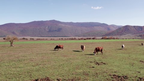 Brown cows grazing in grass field on sunny day, mountain background
