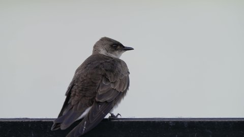 Brown-chested martin, progne tapera perched on a metal handrail against a blank white background, chirping, chattering and looking around its surrounding.