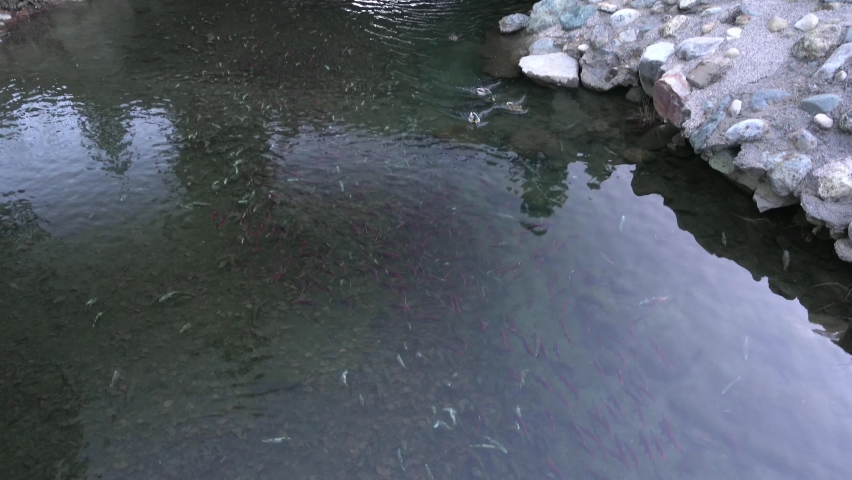 Ducks scaring away a swarm of red kokanee salmon at Taylor Creek Visitor Center in South Lake Tahoe.
