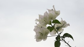 Close-up video of bougainvillea blooming