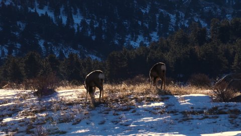 Peaceful group of deer grazing on snowy field in sunrise