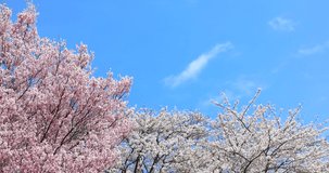 Background video of cherry blossoms in full bloom and blue sky in spring.