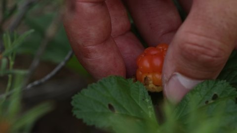 Picking delicious Cloudberries, Rubus chamaemorus in Estonian bog forest in Soomaa National Park.	