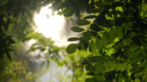 4k slow motion stock video footage of beautiful sunny green leaves. Ecology, nature or greenery wallpaper. Natural green leaves of summer trees isolated on blurry sunny sunset environment background