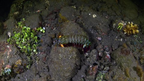 Mantis Shrimp walking on the seabed in the night. Underwater macro life of Tulamben, Bali, Indonesia.