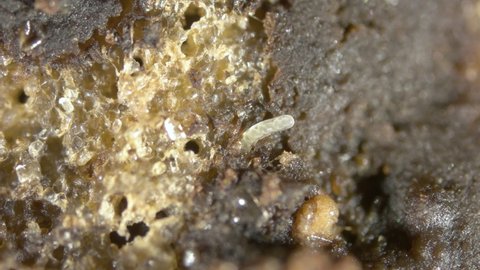 worm Enchytraeus sp. under the microscope, Oligochaeta, order Haplotaxida. Lives both in soil and water. Diluted as food for aquarium fish