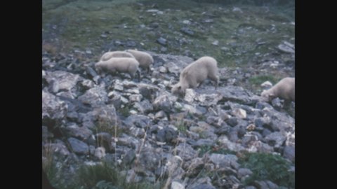 COGNE, ITALY JUNE 1968: Sheep grazing in the mountains in 60s