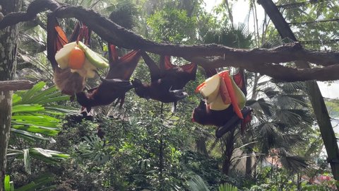 Malayan flying fox (Pteropus vampyrus) is eating fruits.
a southeast Asian species of megabat, primarily feeds on flowers, nectar and fruit. 