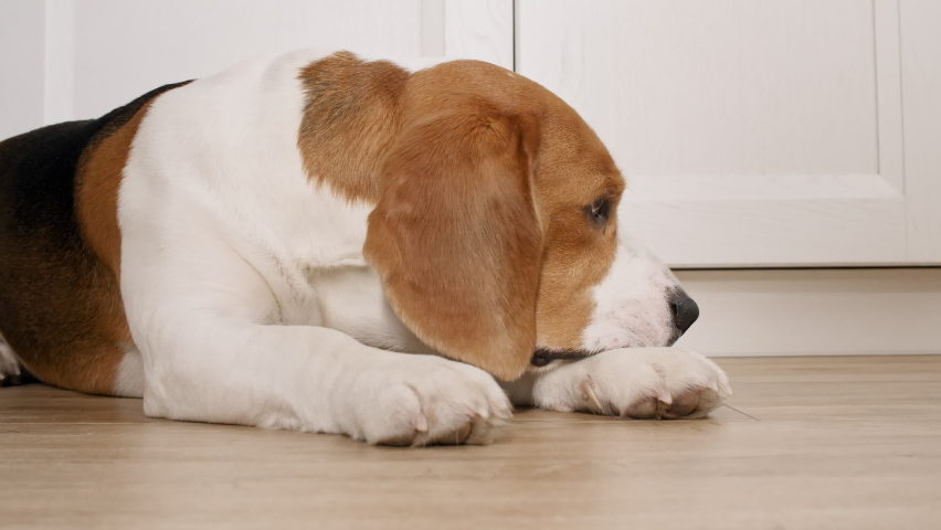 Dog Beagle lies at home on the floor and preparing to sleep. The puppy is resting. Mans best friend.
