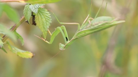 Close-up of a praying mantis on a green leaf. Media. Mantis with the Latin name Mantodea.